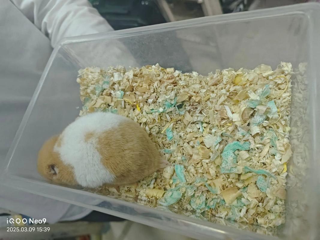 布丁仓鼠胆小娇贵，需细心照料（为什么卷毛仓鼠胆子更小）