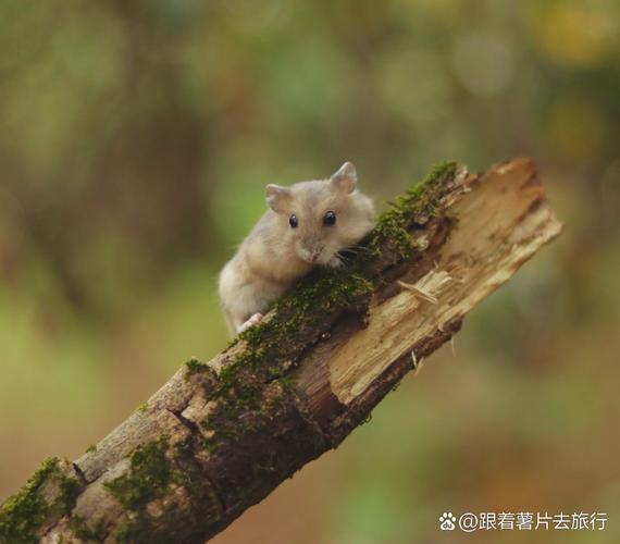 深山奇遇与智慧守护（上将养的小仓鼠成精了txt）