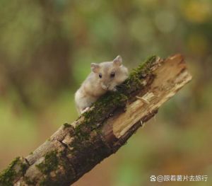 深山奇遇与智慧守护（上将养的小仓鼠成精了txt）