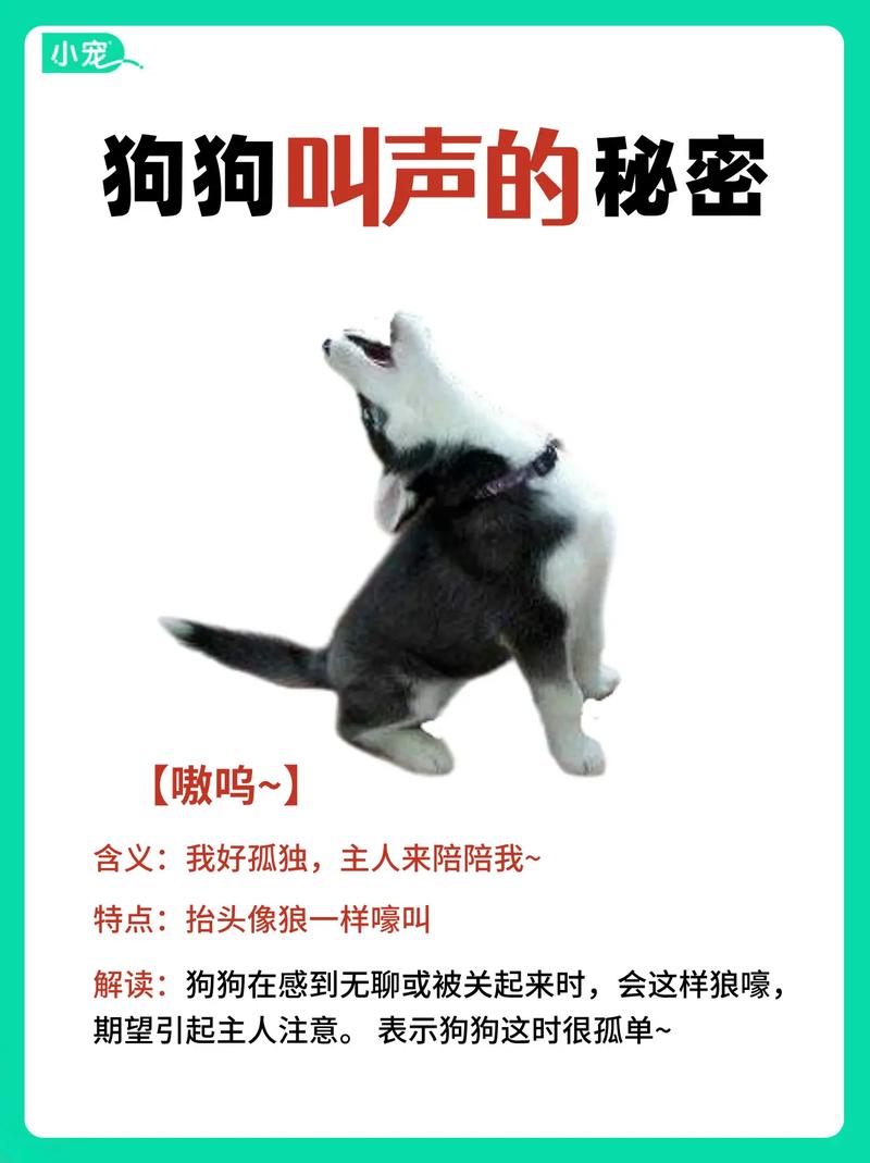 短促指令加夸奖，训狗更有效（教训狗狗的声音）