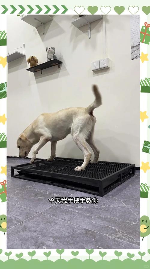 狗狗定点大小便训练有耐心，报纸尿垫逐步引导，及时奖励（狗狗到家怎么训练定点大小便）