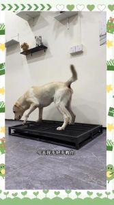 狗狗定点大小便训练有耐心，报纸尿垫逐步引导，及时奖励（狗狗到家怎么训练定点大小便）