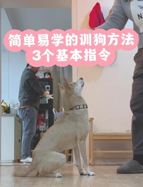 狗狗口令手势训练，简单建立信任默契（训狗口令和手势图片）