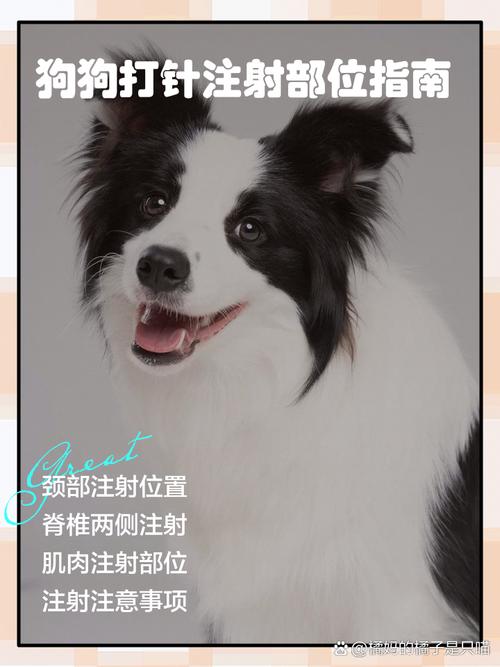 兽医用催产针助产狗妈妈，科学又放心（狗狗催产针怎么打）
