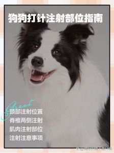 狗狗窝咳要注射，找兽医治，别自己乱用药（狗狗窝咳应该打什么针）