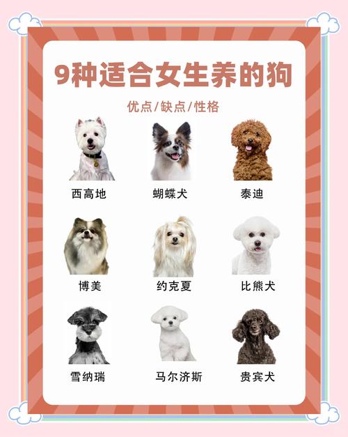 选聪明小狗看反应忠诚，适合家养（一窝狗怎么挑选聪明的狗狗）