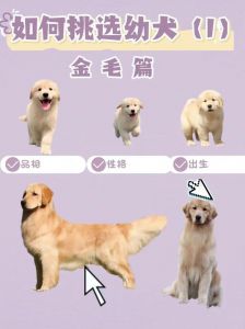 空间性格健康，适合你的理想伙伴（家里如何挑选宠物狗）