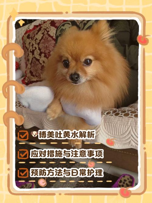 博美狗吐了？快看原因与怎么办！（博美狗总是呕吐什么原因）