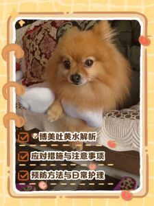 博美狗吐了？快看原因与怎么办！（博美狗总是呕吐什么原因）