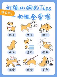 训练狗狗靠耐心奖励，简单指令增进感情（有哪些训狗小技巧分享）