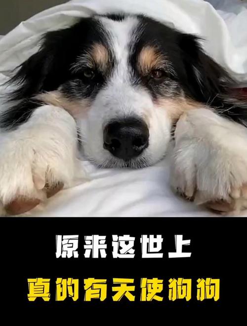 警惕权力不公与人性之恶（把人训练成狗真的存在吗）