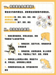 幼犬驱虫频率与方式指南（小狗多久驱虫一次合适）