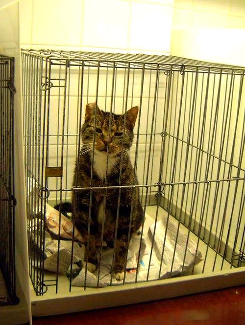 长期笼养猫有坏处,短期需控制,健康天性更重要(猫可以关在笼子养吗) 长期笼养猫有坏处,短期需控制,健康天性更重要(猫可以关在笼子养吗)