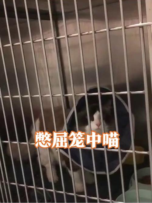 别关猫笼子，找出原因科学引导更有效（猫不听话可以把他关到笼子里吗）