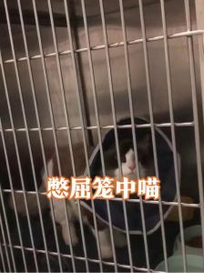 别关猫笼子，找出原因科学引导更有效（猫不听话可以把他关到笼子里吗）