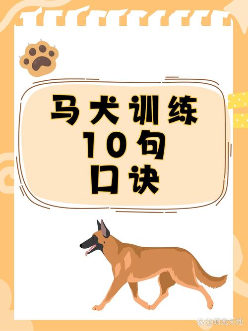 建立权威信任，科学训练（马犬训狗全套教程）