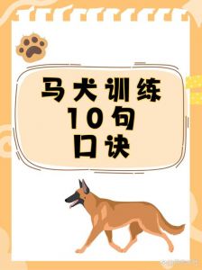 建立权威信任，科学训练（马犬训狗全套教程）