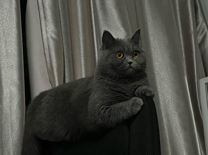 小猫夜啼怎么办？解决小猫夜叫烦恼（小猫晚上不睡觉关笼子里一直叫）