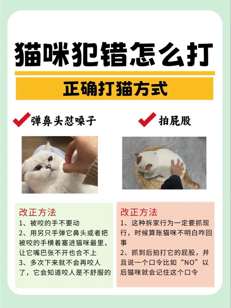 停止关猫笼，不听话就用奖励引导（小猫不听话把他关起来有用吗）