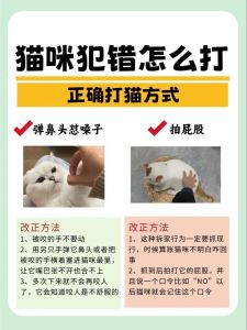 惩戒猫咪要轻柔，避免伤到它（为什么猫越打越听话）