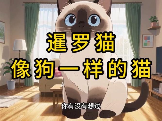 拴猫伤天害理！影响健康还伤感情（猫能像狗一样拴着吗）