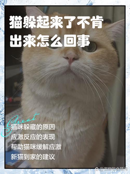 胆小猫是社会性不足，耐心引导帮它建立自信（猫太胆小了怎么办）