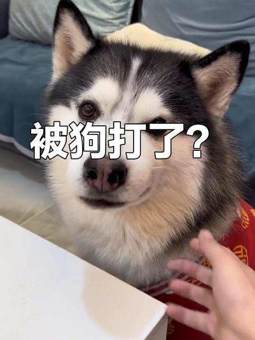 停止打骂狗狗，科学训练更有效！（教训狗狗应该打还是说它）