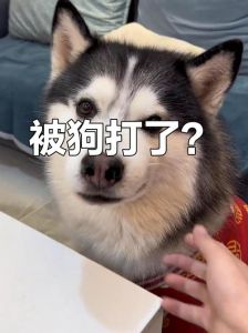 停止打骂狗狗，科学训练更有效！（教训狗狗应该打还是说它）