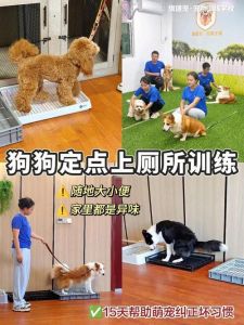 狗狗定点上厕所训练方法（训狗定点上厕所全套教程）