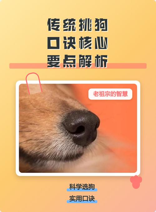 毛色胡须看气质，眼神连接是关键！（选狗最佳方法口诀）