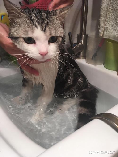 夏季勤洗澡，冬季少洗，猫专用洗毛剂，温水轻柔（怎么给猫洗澡正确方法）