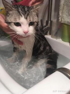 夏季勤洗澡，冬季少洗，猫专用洗毛剂，温水轻柔（怎么给猫洗澡正确方法）