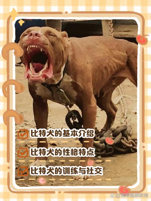 美女训犬师科学驯比特犬，真实经验胜表演！（美女训狗师在家训练比特犬）