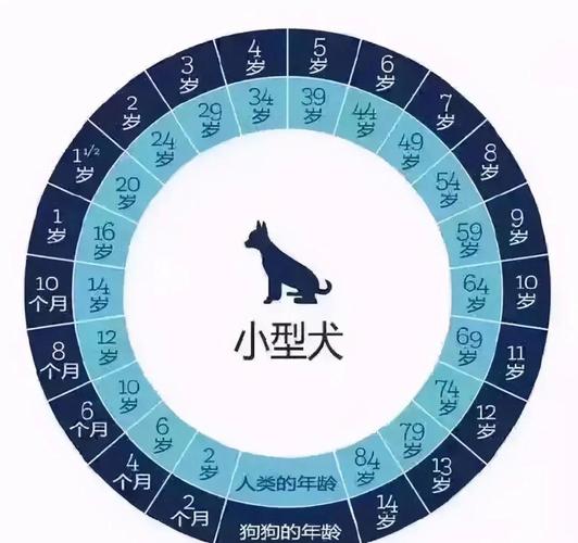 狗狗不同年龄阶段照顾要点（狗年龄对照表大全）
