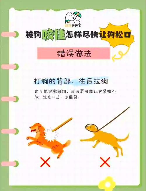 狗狗胆小咬人怎么办？科学纠正有妙招（狗狗胆小应激咬主人怎么办）