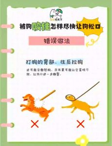 狗狗胆小咬人怎么办？科学纠正有妙招（狗狗胆小应激咬主人怎么办）