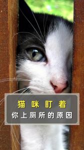 可爱独立解压，治愈你的心（人为什么喜欢看猫）