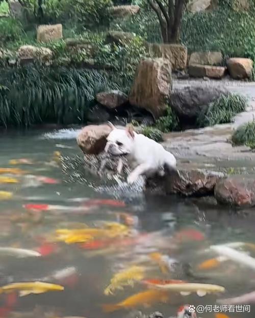 聪明锦鲤认主人，会感知情绪不认指令（锦鲤能和狗一样听话吗）