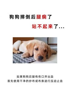 警惕！暴力管教狗狗致残伤，科学养宠更安全（狗狗犯错被教训后腿瘸了）