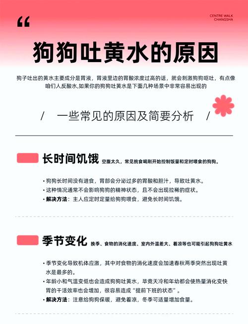 狗狗不吃不喝还吐？快带它看兽医！（狗狗不吃饭只喝水还吐怎么办）
