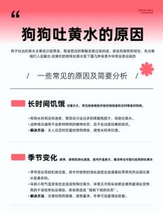 狗狗不吃不喝还吐？快带它看兽医！（狗狗不吃饭只喝水还吐怎么办）