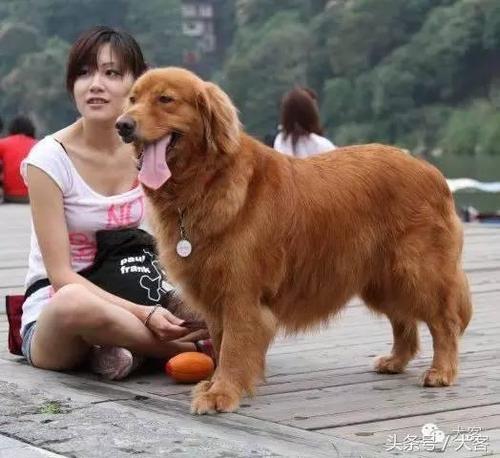 邻居请我训狗，发现是训练她自己（美女狗狗训练师的秘密）