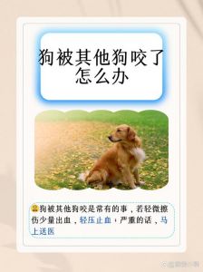 狗咬伤十天内死亡需警惕狂犬病（狗狗咬了人十天后狗死了怎么办）