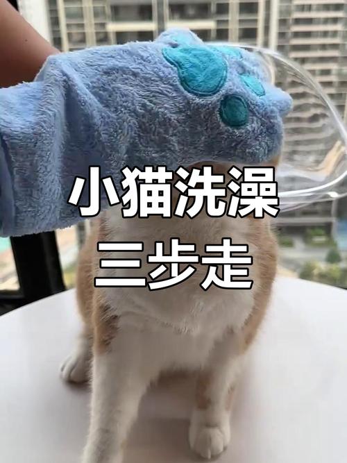 猫咪洗澡看季节毛发，温和速干要奖励（猫咪太脏如何洗澡）