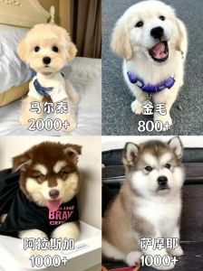 狗训练费用因地因机构而异，基础课1200-3600元（代训狗一个月要多少钱）