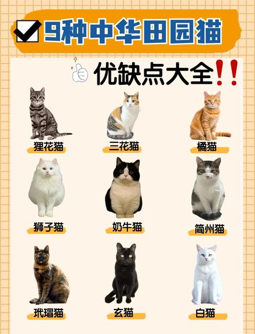 养出温顺猫？靠信任和爱！（猫为什么都很温顺）