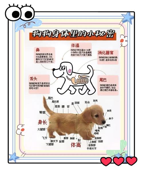 狗狗感知情绪靠气味回家，散热靠汗腺，养护注意饮食洗澡（狗狗的秘密）