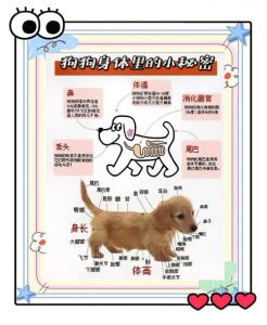 狗狗感知情绪靠气味回家，散热靠汗腺，养护注意饮食洗澡（狗狗的秘密）