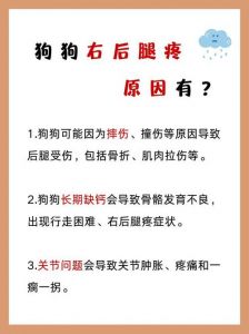 狗狗后腿瘸了？快看原因并找兽医！（狗狗跑步后后腿有点瘸）