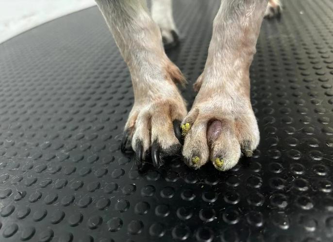 狗狗啃指甲怎么办？（狗狗吃了主人的指甲会不会有事）